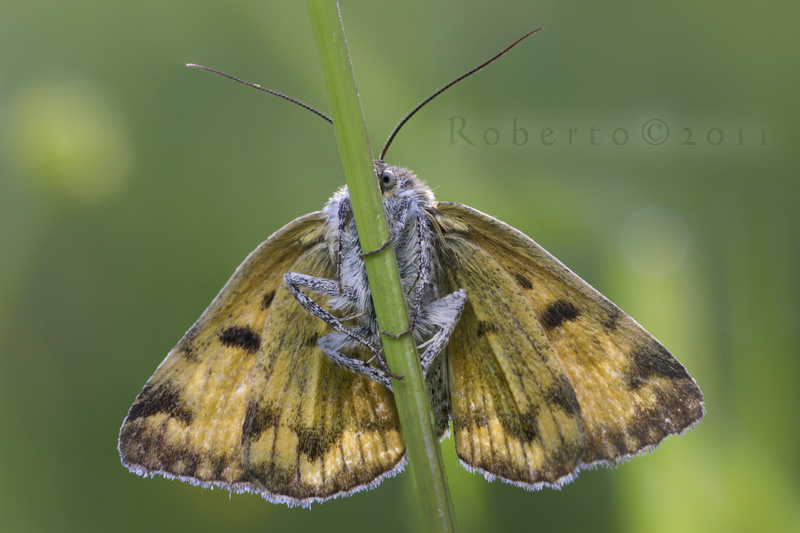 Falena da identificare (forse Noctuidae) - E. glyphica